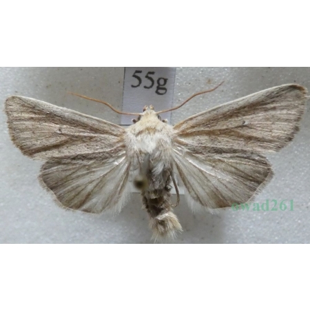 Mythimna sicula (Treitschke, 1835) Czech55g